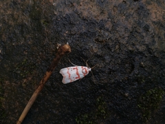 Cyana pseudojavanica