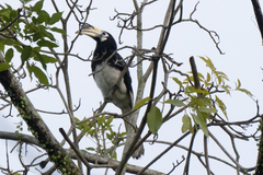 Anthracoceros albirostris