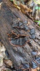 Hymenochaete rubiginosa