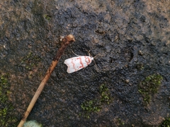 Cyana pseudojavanica