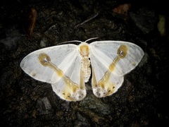 Macrocilix mysticata