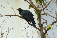 Eudynamys scolopaceus