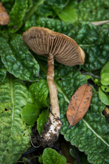 Agrocybe paludosa