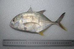 Caranx ignobilis