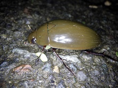 Hydrophilus acuminatus