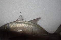 Caranx ignobilis
