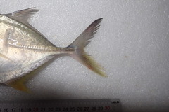 Caranx ignobilis