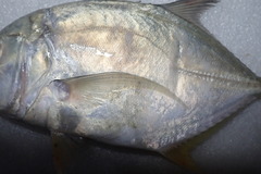 Caranx ignobilis
