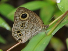 Ypthima baldus