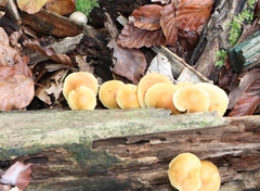 Hypholoma subviride