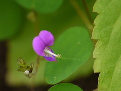 Desmodiastrum racemosum