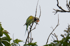 Psittacula alexandri