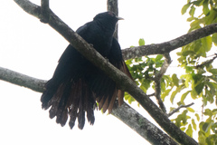 Eudynamys scolopaceus