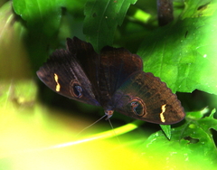 Erebus hieroglyphica