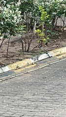 Upupa epops africana