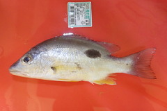 Lutjanus russellii