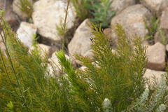 Lebeckia