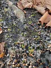 Peltigera polydactylon