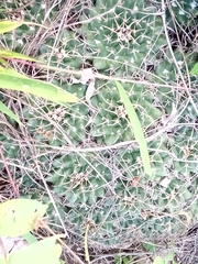 Mammillaria magnimamma