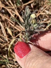 Erigeron bonariensis