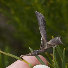 Lebeckia