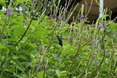 Chalybura urochrysia
