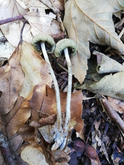 Psilocybe serbica