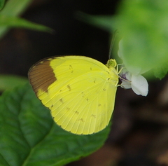 Eurema sari