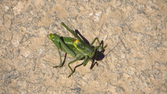 Polysarcus denticauda