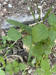 Urtica pilulifera