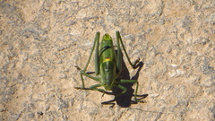 Polysarcus denticauda