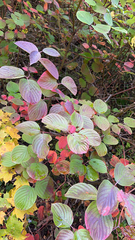 Cornus rugosa