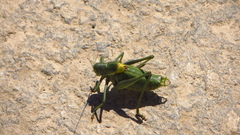 Polysarcus denticauda