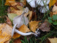 Leucocybe connata