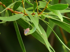 Thunbergia marginata