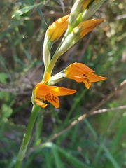Chloraea chrysantha