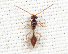 Aclista
