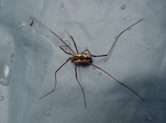 Oligolophinae