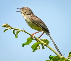 Prinia cooki