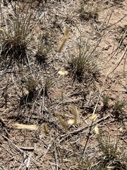 Bouteloua gracilis