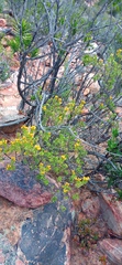 Oedera genistifolia