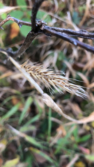 Elymus virginicus