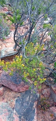 Oedera genistifolia