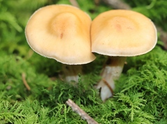 Cortinarius caperatus