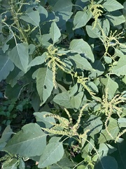Amaranthus viridis