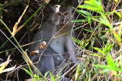 Macaca fascicularis