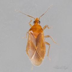 Cimicoidea