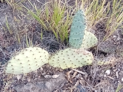 Opuntia engelmannii