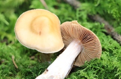 Cortinarius caperatus