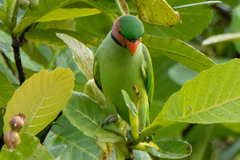 Psittacula longicauda